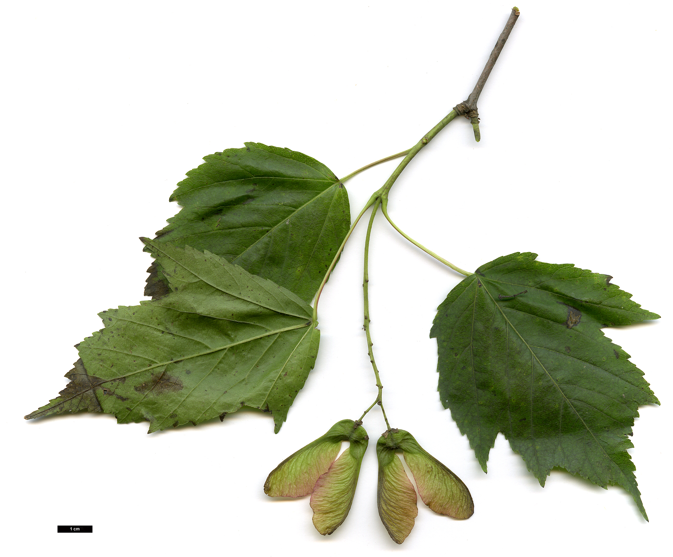 High resolution image: Family: Sapindaceae - Genus: Acer - Taxon: tataricum - SpeciesSub: var. torminaloides